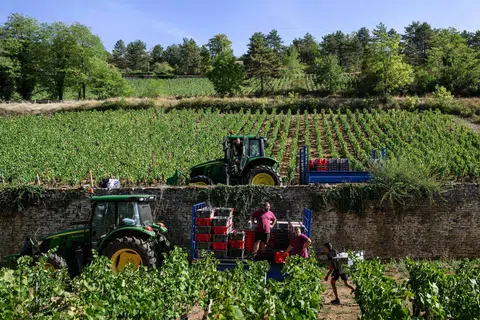 France Set for One of Its Lowest Wine Harvests in Three Decades